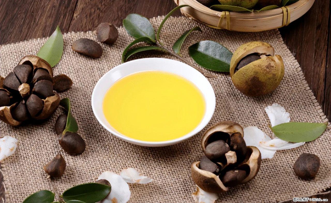 揭秘茶油的5大核心营养成分!被称为人体健康的“守护盾”! - 大理生活资讯 - 大理28生活网 dali.28life.com