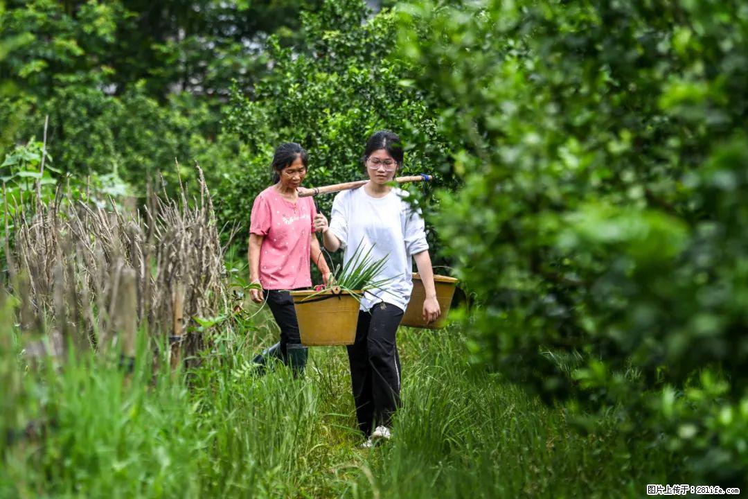 全网追的“扁担女孩”,找了一份暑假工,时薪12元 - 大理生活资讯 - 大理28生活网 dali.28life.com