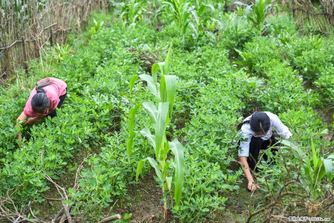 全网追的“扁担女孩”,找了一份暑假工,时薪12元 - 大理生活资讯 - 大理28生活网 dali.28life.com