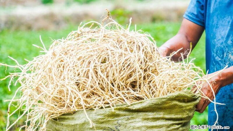 堪称“最难吃”的蔬菜,却是 “抗辐射神器”,还能护肺、清热、止咳化痰! - 大理生活资讯 - 大理28生活网 dali.28life.com