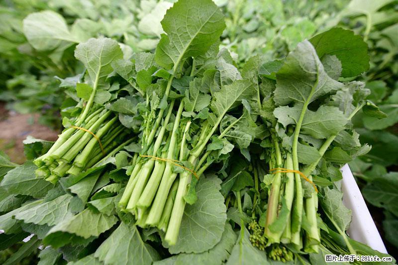 这些蔬菜是“天然钙片”，这6种被医生重点推荐 - 大理生活资讯 - 大理28生活网 dali.28life.com